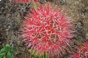Blood lily 