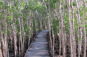 Cairns mangrove boardwalk adjacent to International Airport