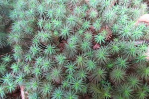 Dawsonia moss Atherton Tableland