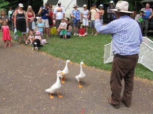 Duck-mustering dog show at Cairns Festival